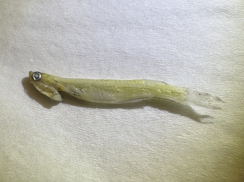 Neostethus