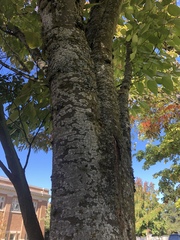 Zelkova serrata