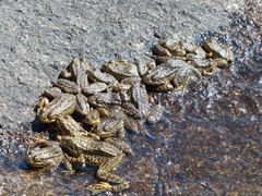 Rana muscosa
