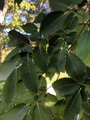 Zelkova serrata