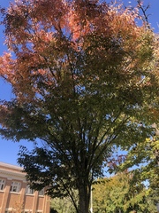 Zelkova serrata