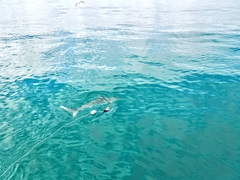 Carcharhinus brachyurus