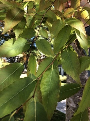 Zelkova serrata