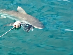 Carcharhinus brachyurus