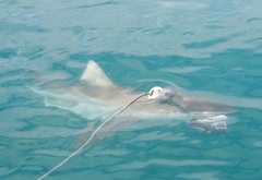 Carcharhinus brachyurus