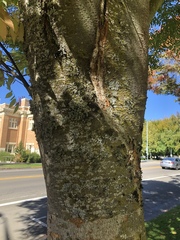 Zelkova serrata