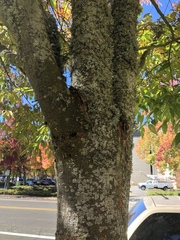 Zelkova serrata