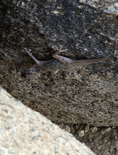 Yellow Fan-fingered Gecko