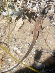 Aspidoscelis tigris tigris