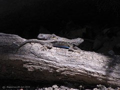 Sceloporus occidentalis