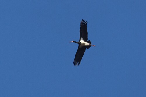 Black Stork