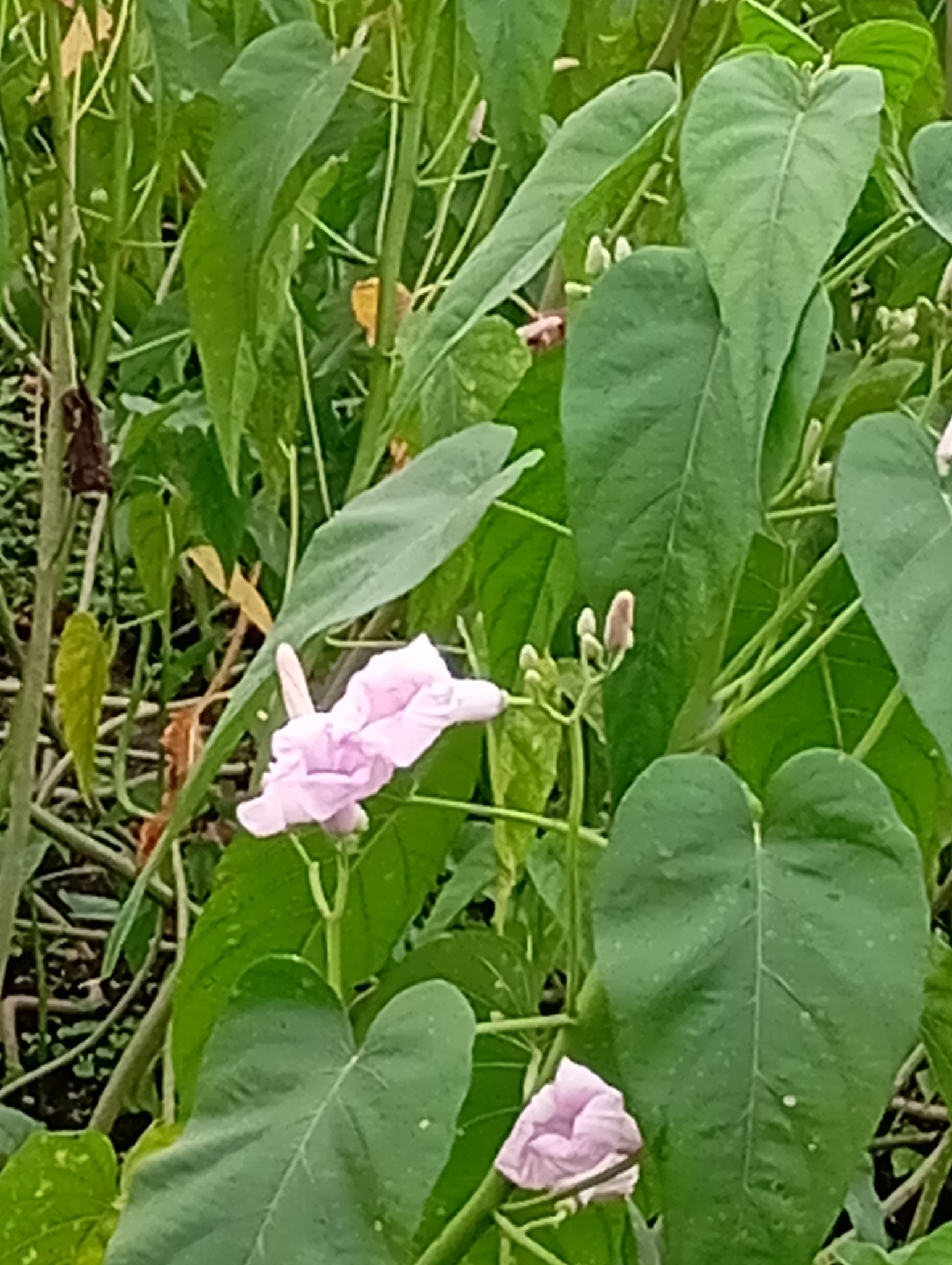 Ipomoea carnea
