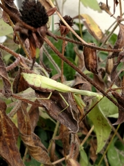 Stagmomantis carolina