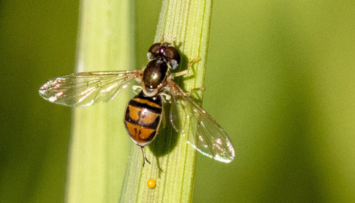 Unknown species found near Carbon County, MT, USA