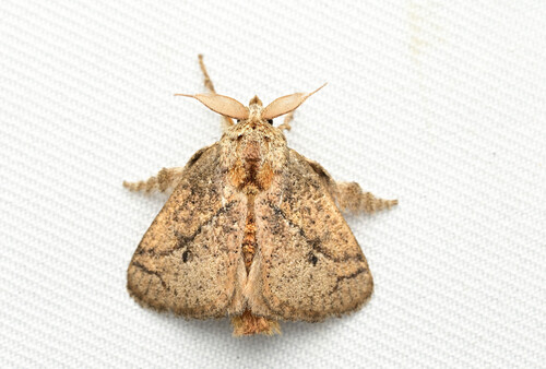 Susica sinensis (Walker, 1856)