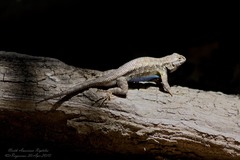 Sceloporus occidentalis
