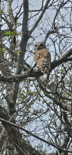 Barred Owl photographed in Kansas