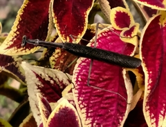 Stagmomantis carolina