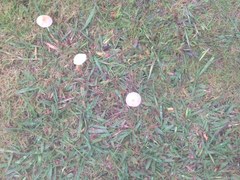 Agaricus bisporus