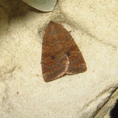 Protorthodes oviduca