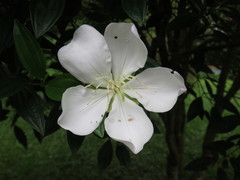 Pleroma sellowianum