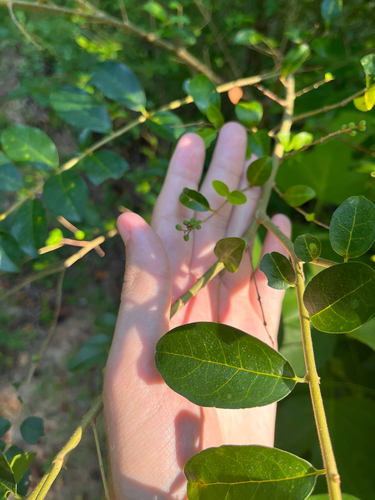 Ligustrum sinense