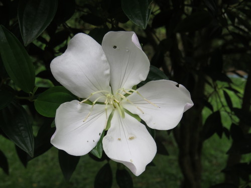 Pleroma sellowianum, photograph 1