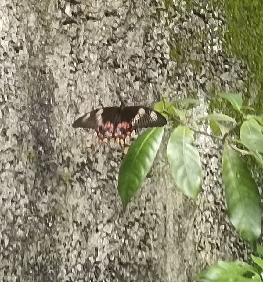Common Mormon