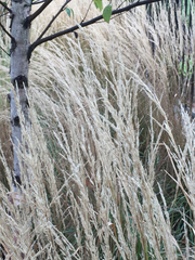 Calamagrostis × acutiflora