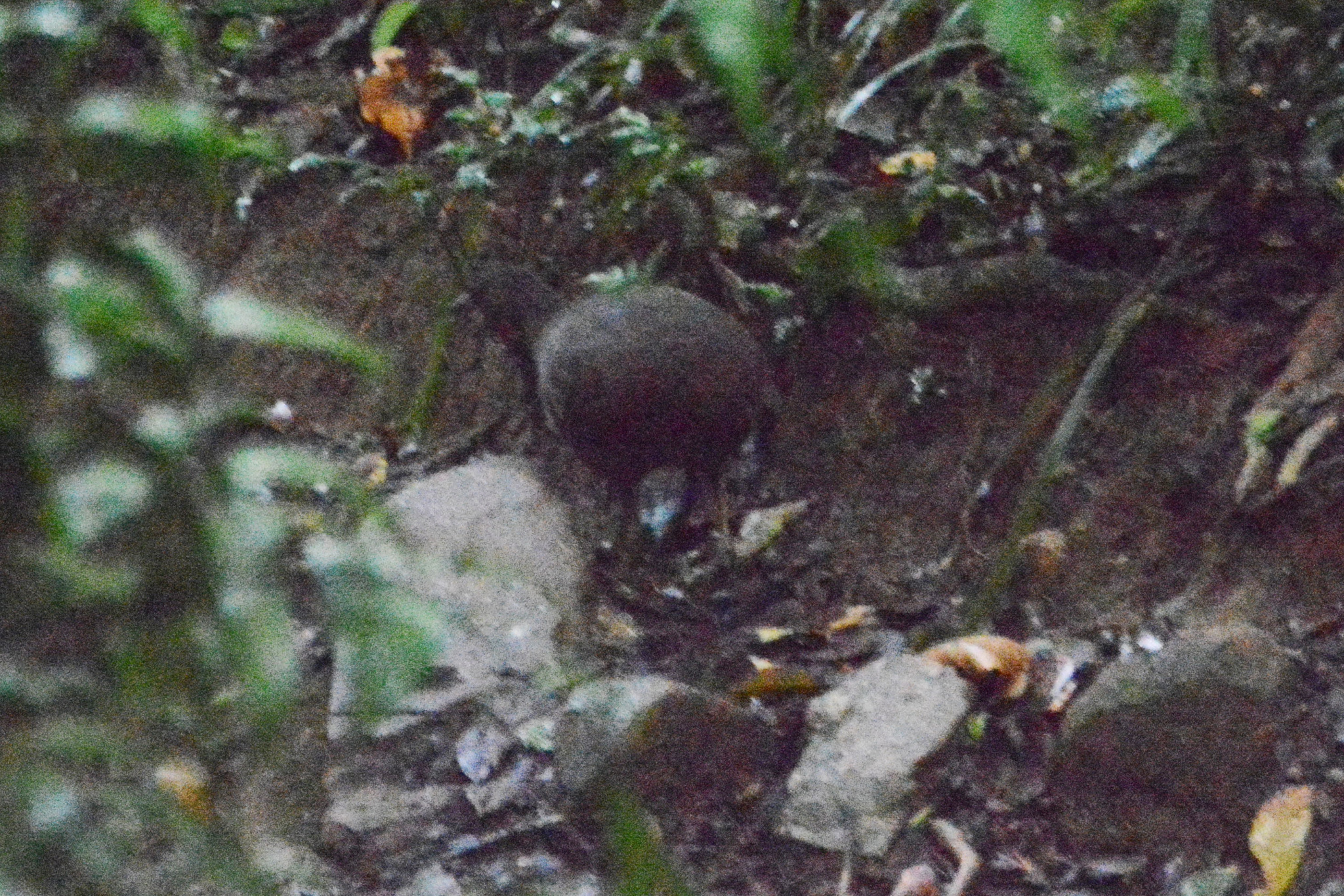 Brown Tinamou (Crypturellus obsoletus), photo 5