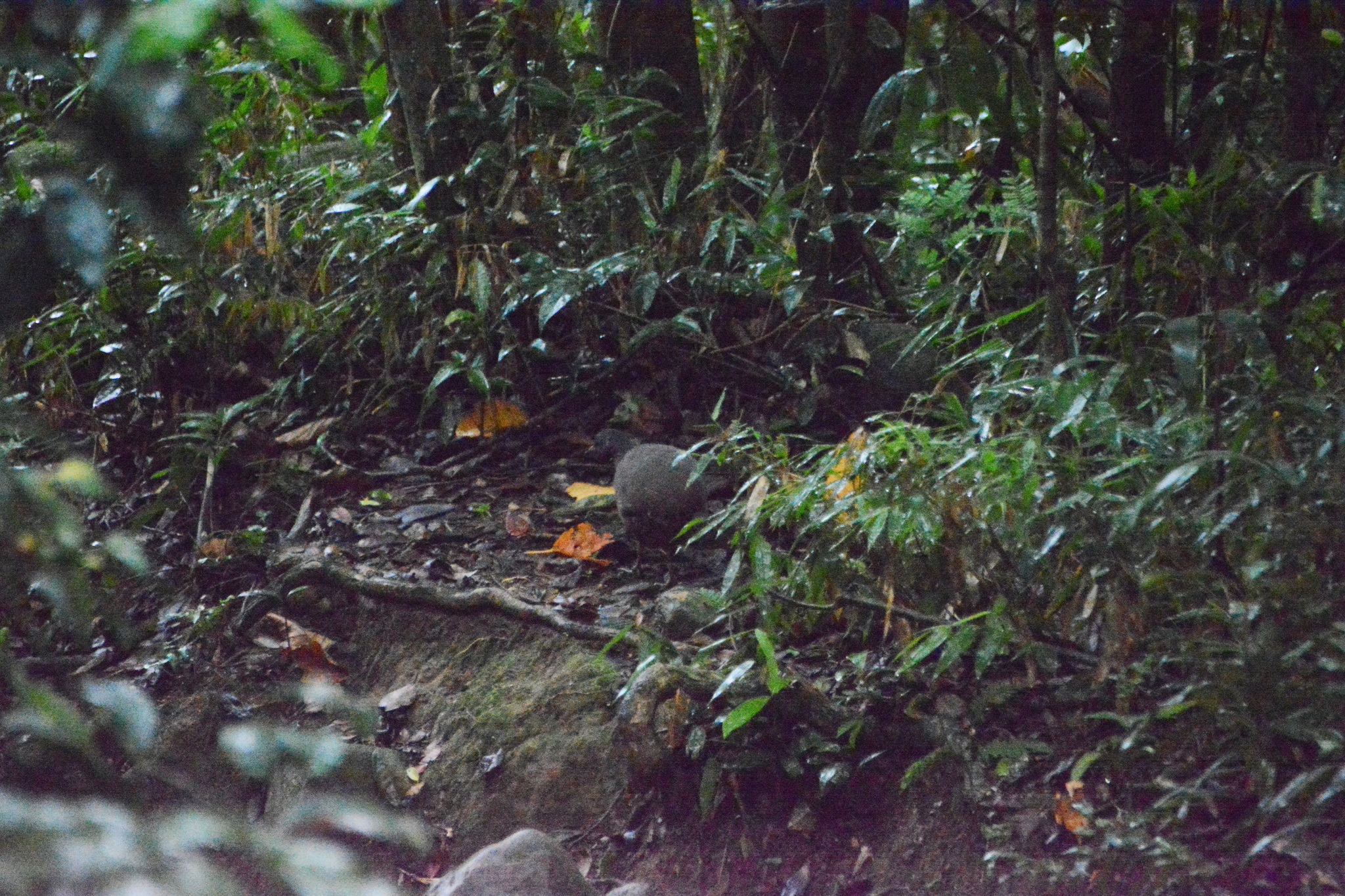 Brown Tinamou (Crypturellus obsoletus), photo 6