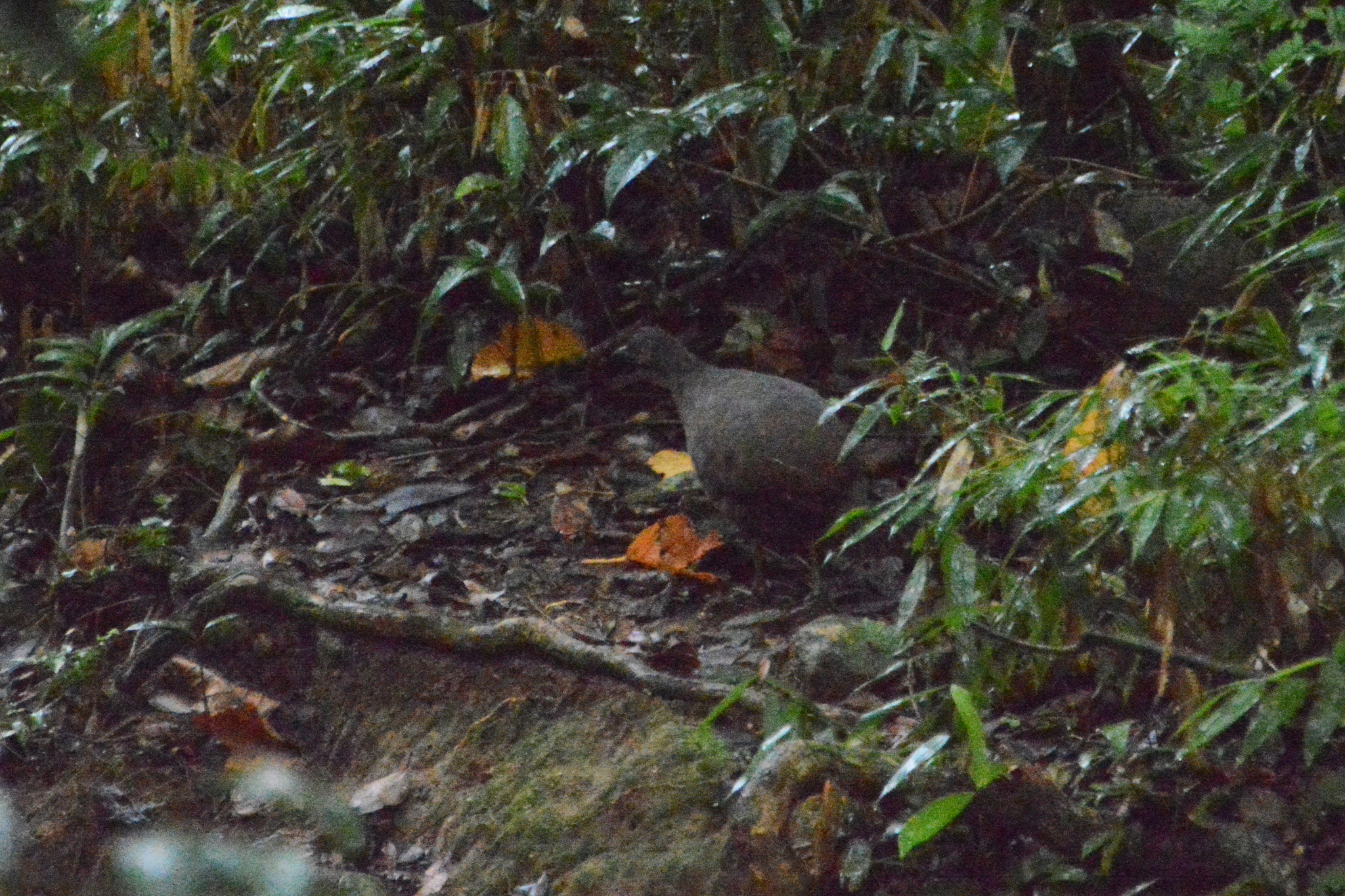 Brown Tinamou (Crypturellus obsoletus), photo 7
