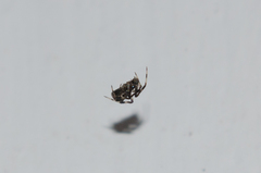 Episinus angulatus