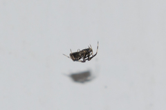 Episinus angulatus