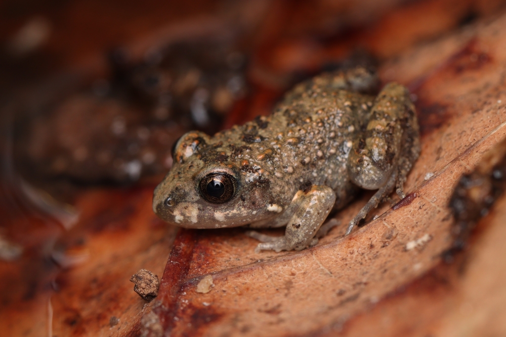Rio Bahu White-lipped Frog