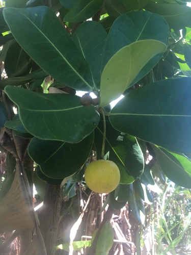 Mimusops coriacea observed 2019-10-10