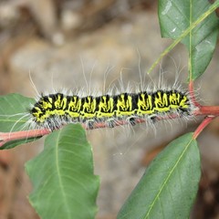 Agapema homogena