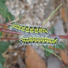Agapema homogena