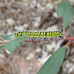 Agapema homogena
