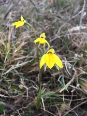Diuris pedunculata