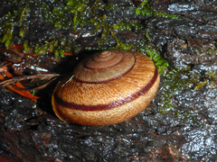 Helminthoglypta exarata