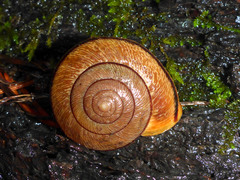 Helminthoglypta exarata