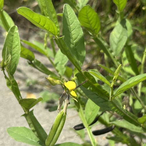 Crotalaria bialata iNat (1)