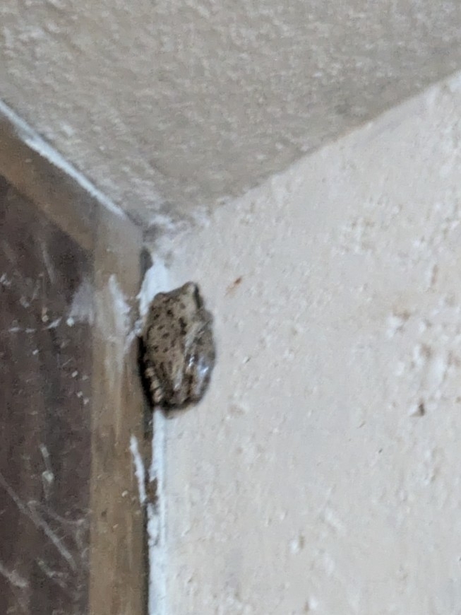 Big-Headed Whipping Frog