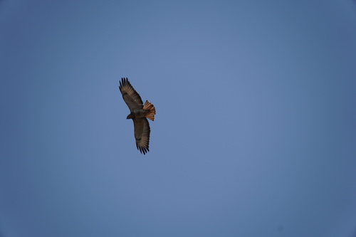 Red-necked Buzzard (Buteo auguralis), photo 6
