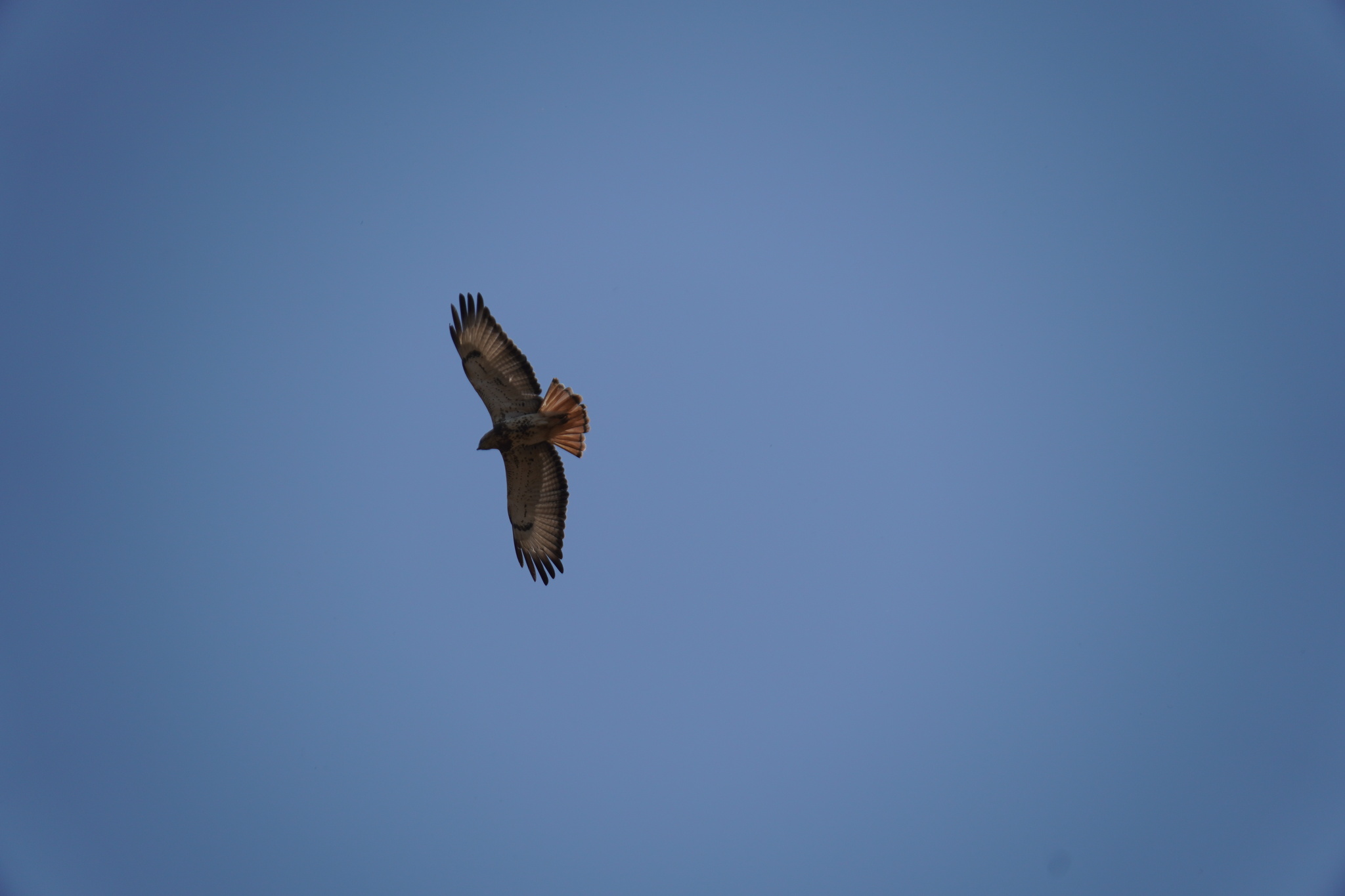 Red-necked Buzzard (Buteo auguralis), photo 8