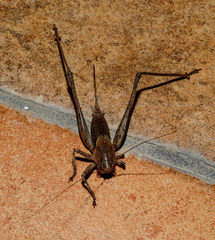 Thyreonotus