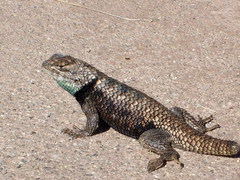 Sceloporus uniformis