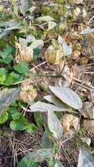 Physalis longifolia