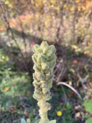 Verbascum thapsus